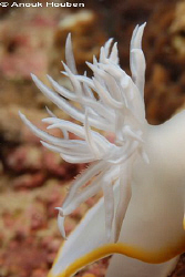 Gills of an Ardeadoris egretta. Picture taken in Moalboal... by Anouk Houben 